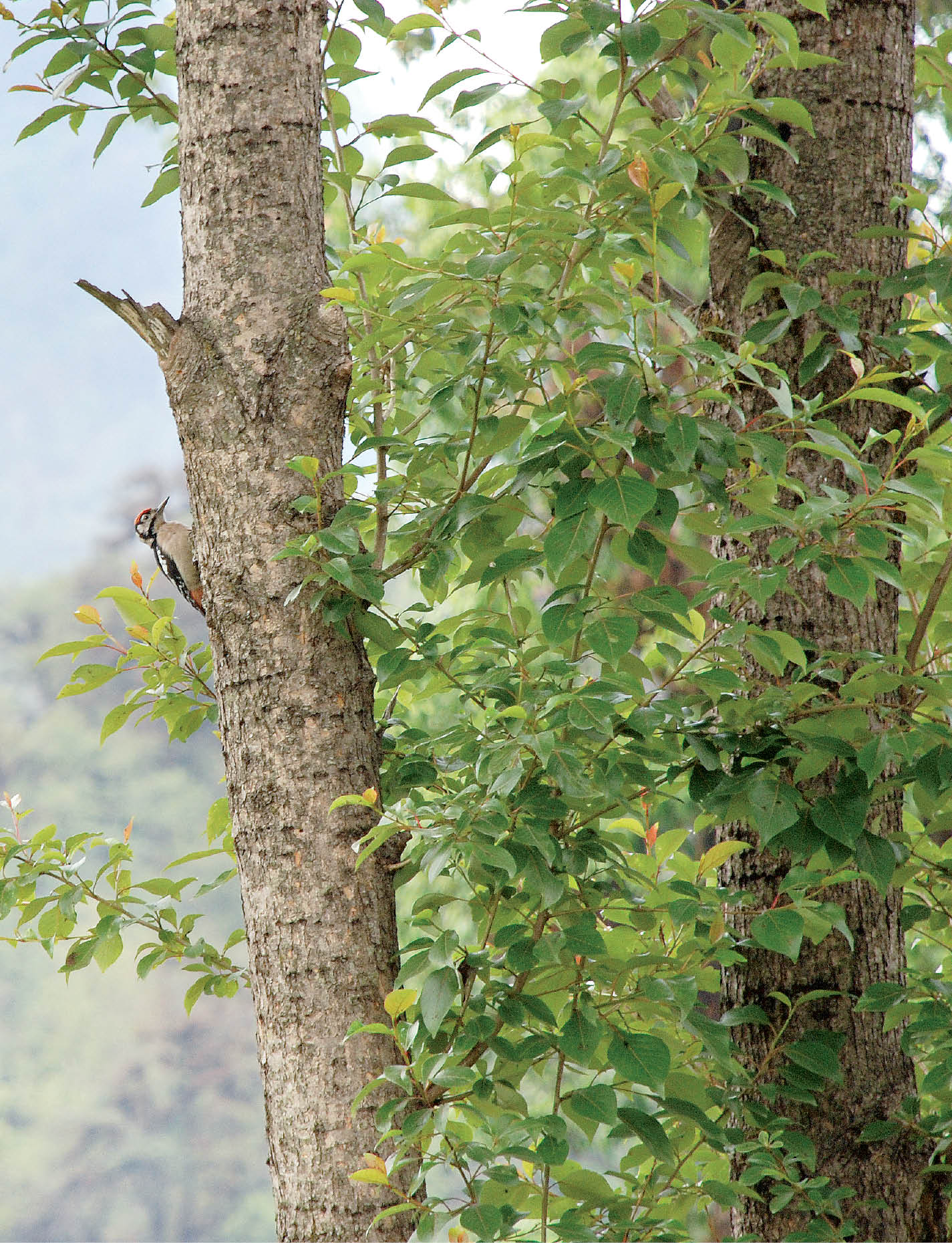 State of India’s Forest